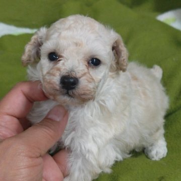 トイプードル(ティーカップ)【千葉県・男の子・2025年11月15日・クリーム】の写真「父JKCチャンピオン、」