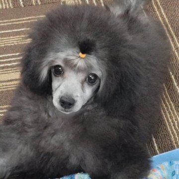 トイプードル(タイニー)【千葉県・女の子・2024年8月12日・シルバー】の写真「目の表情が印象的な女の子！！」