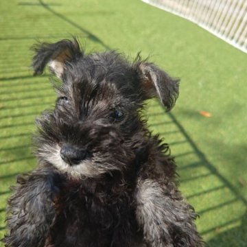 ミニチュアシュナウザー【千葉県・男の子・2025年9月9日・ソルト&ペッパー】の写真「元気なチビちゃん！！」