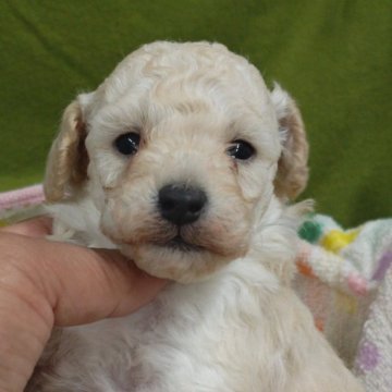 トイプードル(タイニー)【千葉県・男の子・2025年11月15日・クリーム】の写真「父JKCチャンピオン」