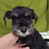 ミニチュアシュナウザー