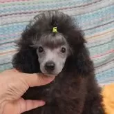 タイニープードル