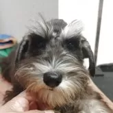 ミニチュアシュナウザー【千葉県・女の子・2025年7月5日・ブラック&シルバー】の写真1「尻尾切り無しのナチュラルテールです。現在乳歯が抜け替わり中」