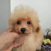 ティーカッププードル