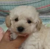 タイニープードル