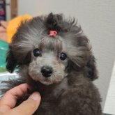 トイプードル(ティーカップ)