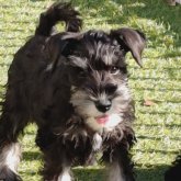 ミニチュアシュナウザー