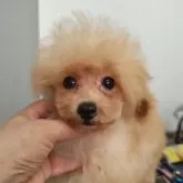 ティーカッププードル