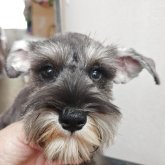 ミニチュアシュナウザー