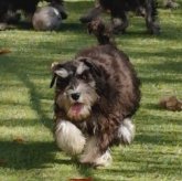 ミニチュアシュナウザー