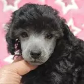 トイプードル(トイ)【千葉県・男の子・2025年3月1日・シルバー】の写真2