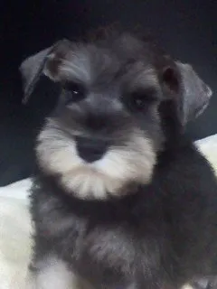 ID:1506-00552の子犬