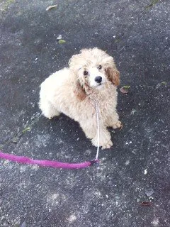 ID:1610-00173の子犬