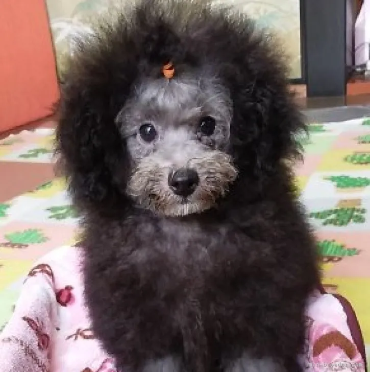 ID：2306-00229の子犬