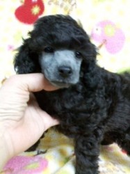 トイプードル(トイ)【千葉県・男の子・2013年11月12日・シルバー】の写真「プードルらしいイケメン君」