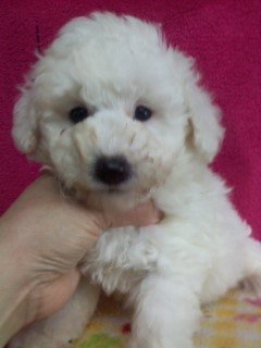 トイプードル(トイ)【千葉県・男の子・2015年1月25日・ホワイト】の写真「ほんわか癒し系！モコモコシロクマ君。」
