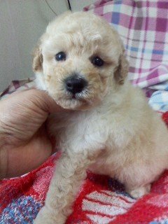 トイプードル(トイ)【千葉県・男の子・2020年6月19日・クリーム】の写真「コロンコロンの真ん丸の大福君（笑）」