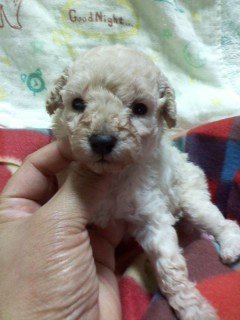 トイプードル(トイ)【千葉県・女の子・2020年4月28日・クリーム(ホワイト)】の写真「将来の美人ちゃんです！」