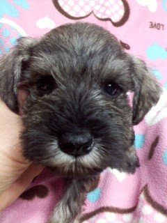 ミニチュアシュナウザー【千葉県・女の子・2016年1月2日・ソルト&ペッパー】の写真「」