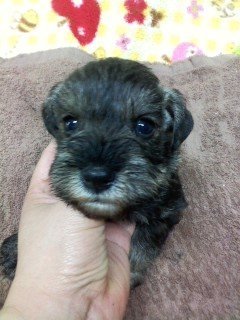 ミニチュアシュナウザー【千葉県・男の子・2015年10月20日・ソルト&ペッパー】の写真「丸顔のファニーフェイス君」