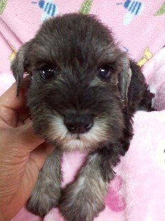 ミニチュアシュナウザー【千葉県・女の子・2017年4月23日・ソルト&ペッパー】の写真「将来の美人さん候補！」