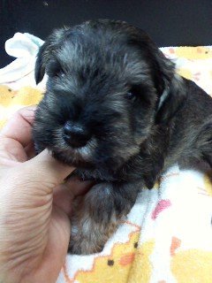 ミニチュアシュナウザー【千葉県・男の子・2017年8月26日・ソルト&ペッパー】の写真「可愛さ満点！将来のイケメン君。」