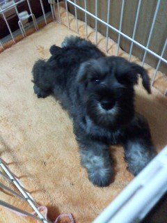 ミニチュアシュナウザー【千葉県・男の子・2017年5月5日・ソルト&ペッパー】の写真「両親共ＪＫＣＣＨ、のんびり大人しめ！」