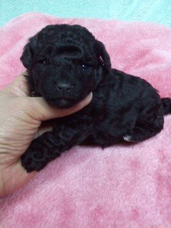 トイプードル(トイ)【千葉県・男の子・2017年2月16日・ブラック】の写真「父ＪＫＣＣＨ(自家繁殖犬）」