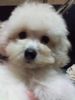 トイプードル(タイニー)【千葉県・女の子・2017年7月28日・ホワイト】の写真「兄犬チャンピオン完成記念につき期間限定お値引き中！」