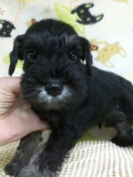 ミニチュアシュナウザー【千葉県・男の子・2013年8月8日・ブラック&シルバー】の写真「父　JKCCH」