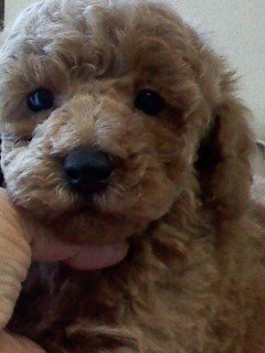 トイプードル(トイ)【千葉県・男の子・2020年11月3日・アプリコット】の写真「天真爛漫、将来は大き目プーかも！」