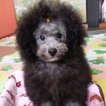 トイプードル(タイニー)【千葉県・男の子・2023年4月15日・シルバー】の写真「いつも尻尾フリフリのイケメン君！」