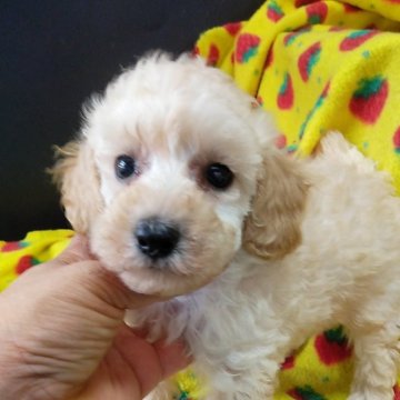 トイプードル(トイ)【千葉県・女の子・2023年6月11日・ホワイト(クリーム系)】の写真「寝ぼけ顔のような表情が可愛い女の子(笑)」