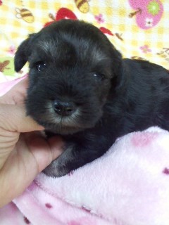 ミニチュアシュナウザー【千葉県・女の子・2016年5月8日・ソルト&ペッパー】の写真「ちょっと濃い目のソルト」