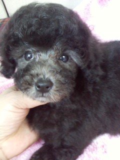 トイプードル(タイニー)【千葉県・女の子・2020年5月3日・シルバー】の写真「綺麗なシルバーになるよ(⌒∇⌒)」