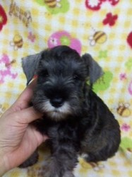 ミニチュアシュナウザー【千葉県・女の子・2013年11月5日・ソルト&ペッパー】の写真「ムチムチボディーのカワイイ子」