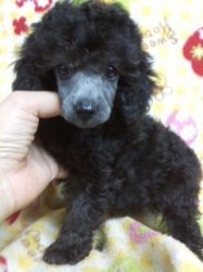 トイプードル(トイ)【千葉県・女の子・2013年7月18日・シルバー】の写真「小顔の女の子。」