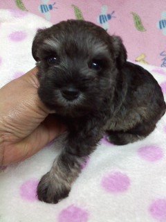 ミニチュアシュナウザー【千葉県・女の子・2016年1月17日・ソルト&ペッパー】の写真「両親チャンピオン」