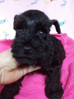 ミニチュアシュナウザー【千葉県・男の子・2016年1月2日・ブラック】の写真「骨量のあるしっかりとした子！」