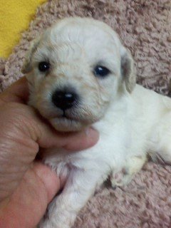 トイプードル(タイニー)【千葉県・女の子・2020年5月3日・ホワイト】の写真「ずんぐりむっくり」