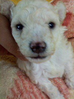 トイプードル(トイ)【千葉県・女の子・2020年6月8日・ホワイト】の写真「お鼻の色が困ったちゃん、でもご愛敬でしょ？」