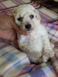 トイプードル(トイ)【千葉県・女の子・2020年6月21日・ホワイト】の写真「シロクマのようなベビーちゃん」