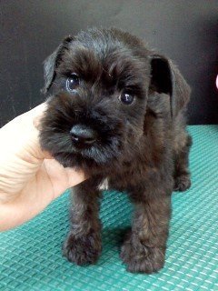 ミニチュアシュナウザー【千葉県・女の子・2017年5月31日・ブラック】の写真「ママ犬がＪＫＣＣＨ、マイペースのお茶目ちゃん。」