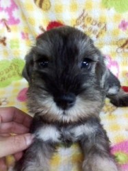 ミニチュアシュナウザー【千葉県・男の子・2013年9月19日・ソルト&ペッパー】の写真「めったにいないママ犬がＪＫＣＣＨ」