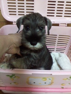 ミニチュアシュナウザー【千葉県・男の子・2016年3月15日・ソルト&ペッパー】の写真「明るい性格の男の子」