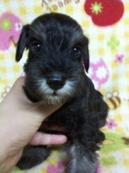 ミニチュアシュナウザー【千葉県・男の子・2013年7月23日・ブラック&シルバー】の写真「我が家自慢のシュナ君。」