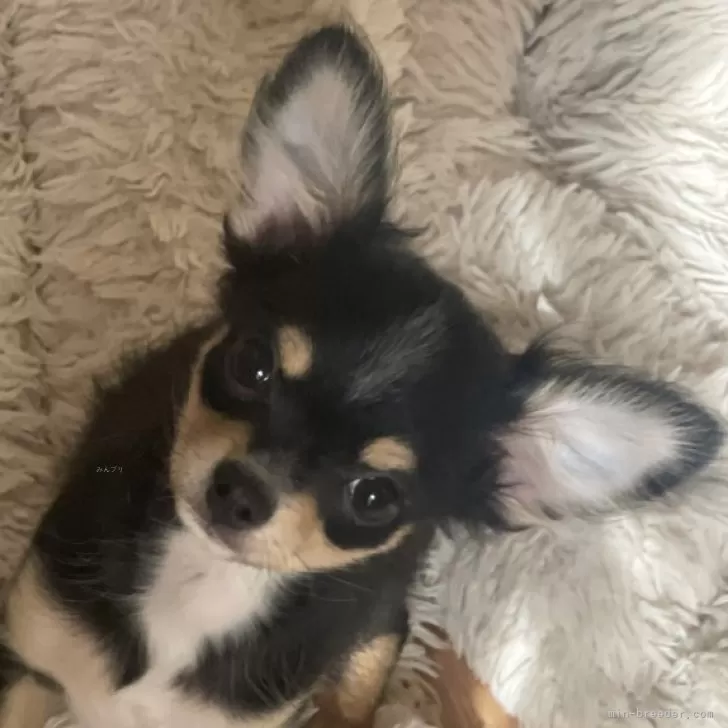 M.T 様のお迎えした子犬
