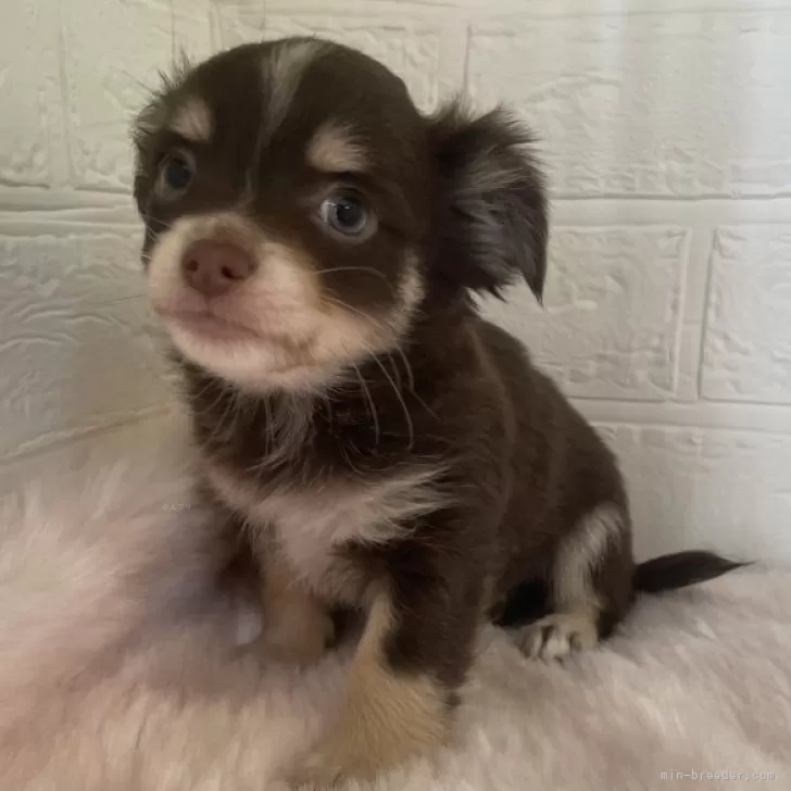 ID:2412-04138の子犬
