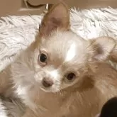 チワワ(ロング)