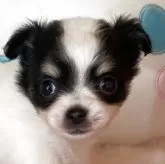 チワワ(ロング)